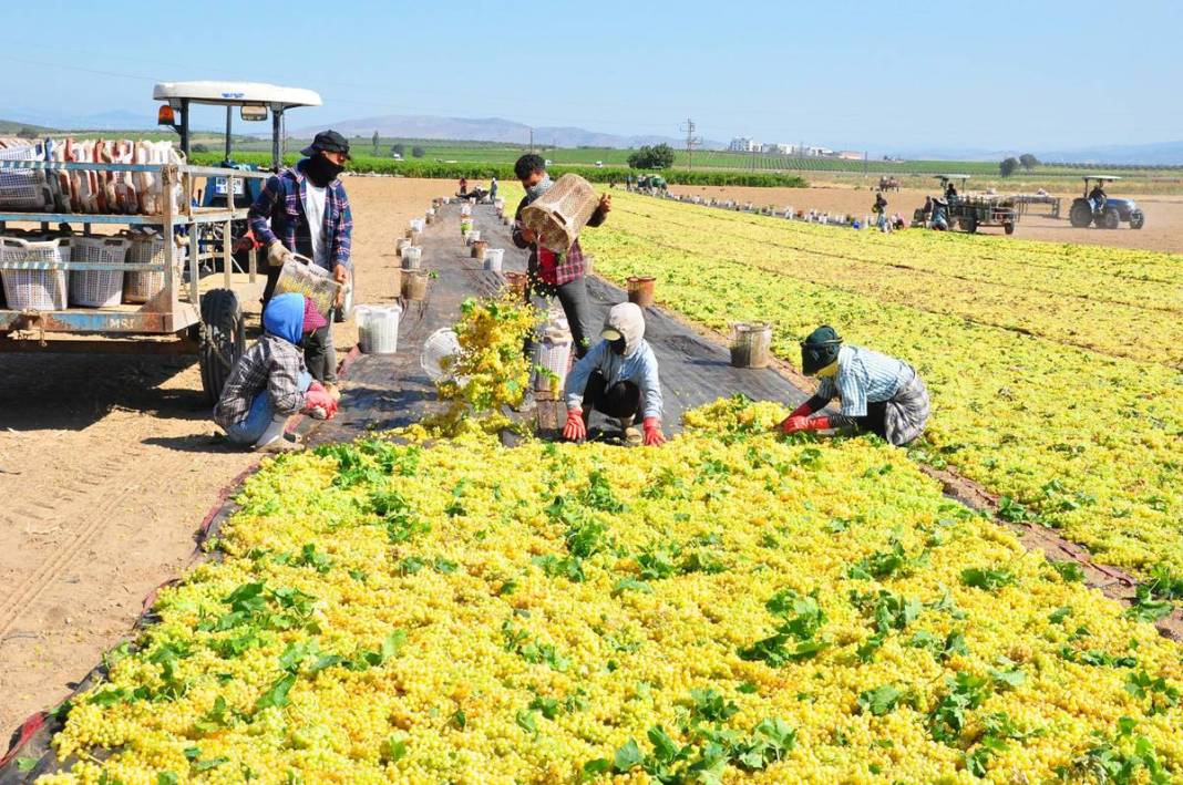 Üzüm ihracatının yüzde 90'ı bu kentten yapılıyor: 103 ülkeye gönderiliyor! Üzümler serildi, ovadan renkli görüntüler... 7